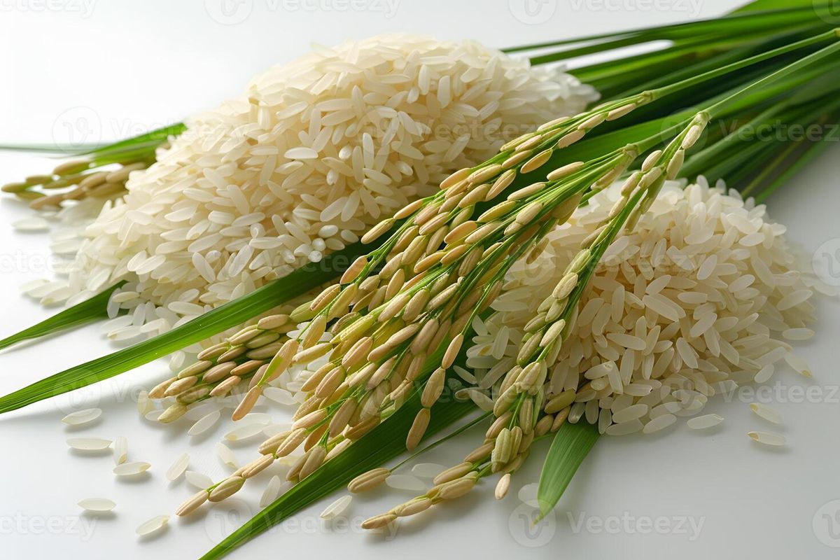 Rice